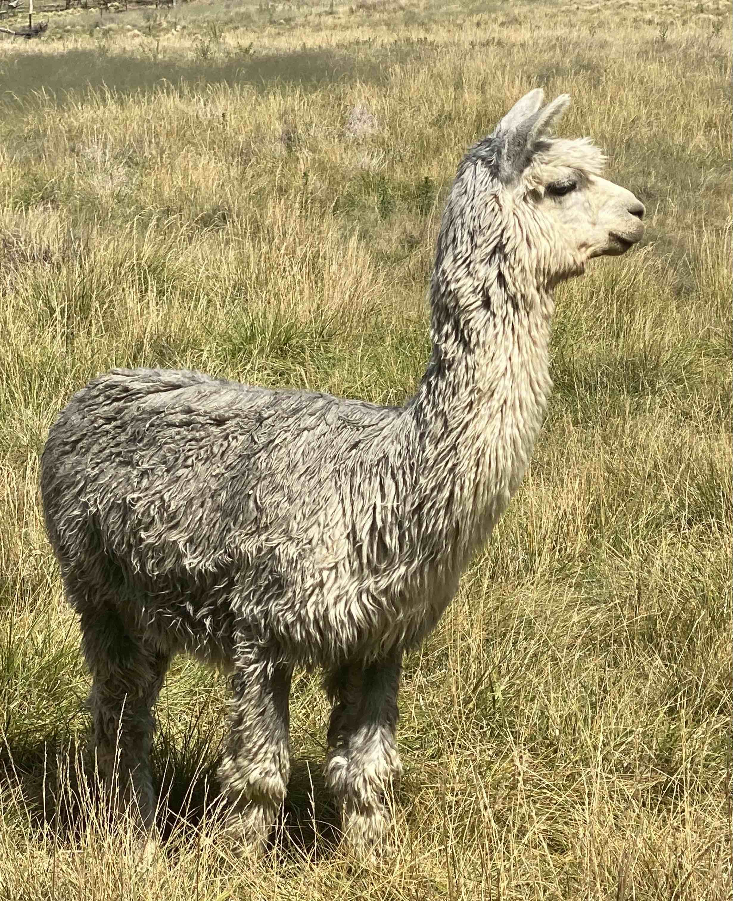 Qozqo Tularosa El Hombre